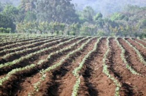 Article : Le C2D « irrigue » l’agriculture ivoirienne